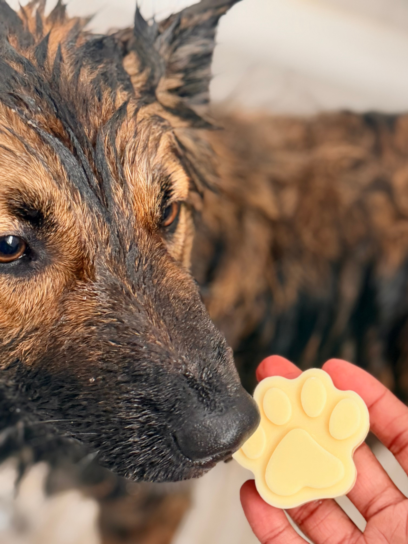 Tala Conditioning Mask Bars
