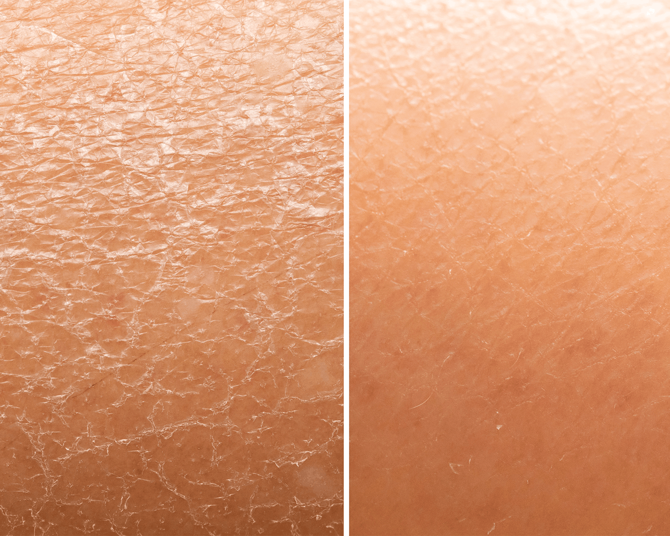 Sweetgrass Body Lotion