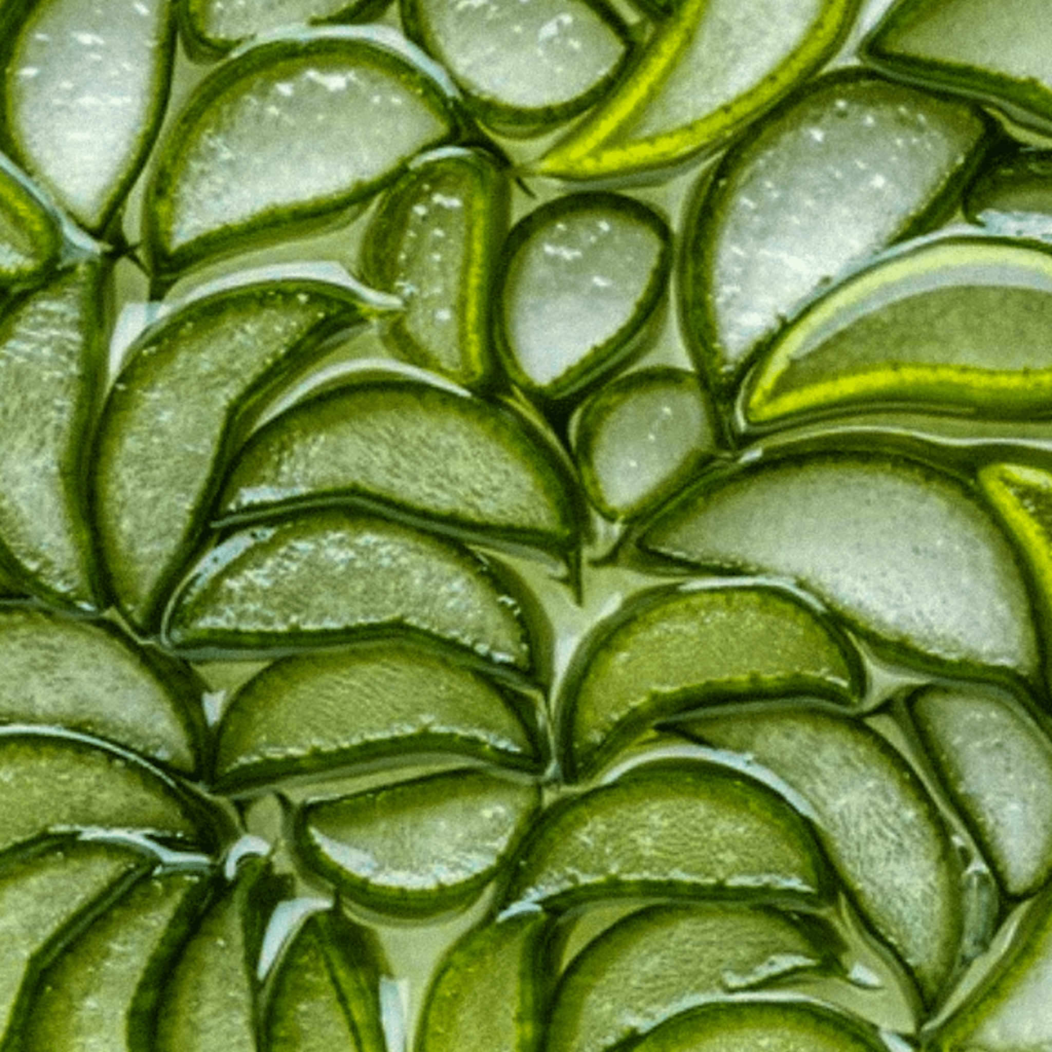 Aloe Vera For Dark Spots and Hyperpigmentation - Anoki