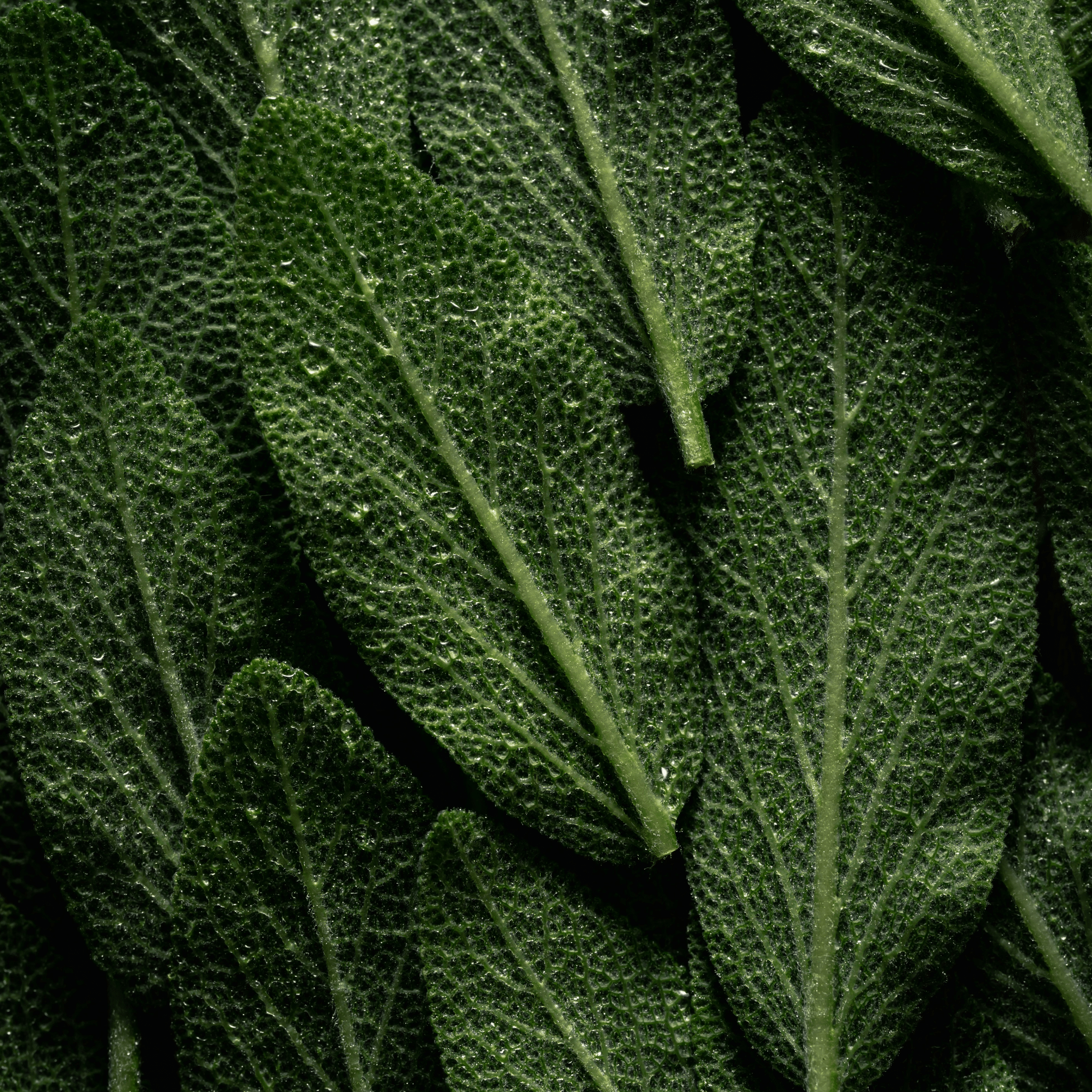 The Healing Properties of Aloe Vera for Eczema and Psoriasis - Anoki